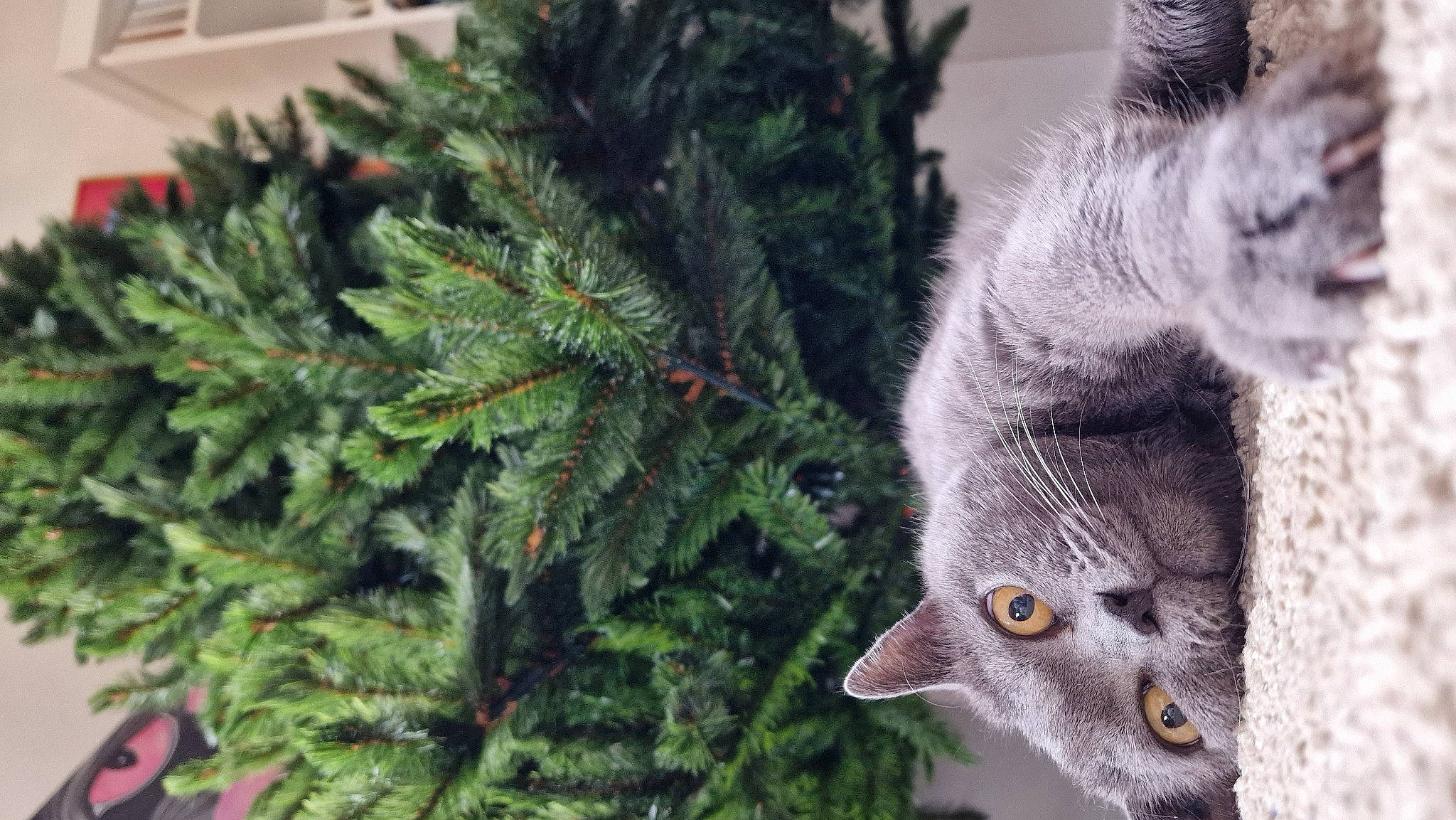 Wendy a rejoint le concours — aidez-le/la à gagner de superbes lots ! beak, bird_of_prey, carnivore, cat, conifer, domestic_short_haired_cat, event, evergreen, felidae, fur, grass, plant, russian_blue, small_to_medium_sized_cats, tail, terrestrial_animal, terrestrial_plant, tree, twig, whiskers