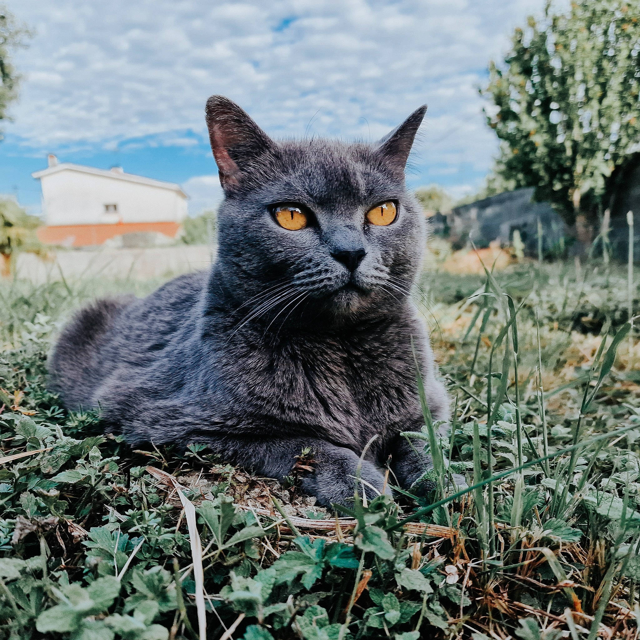 Wendy participe au concours pour gagner de l'argent avec cette photo : carnivore, cat, cloud, domestic_short_haired_cat, felidae, fur, grass, grass_family, grey, groundcover, plant, sitting, sky, small_to_medium_sized_cats, snout, tail, terrestrial_animal, tree, whiskers, wildlife
