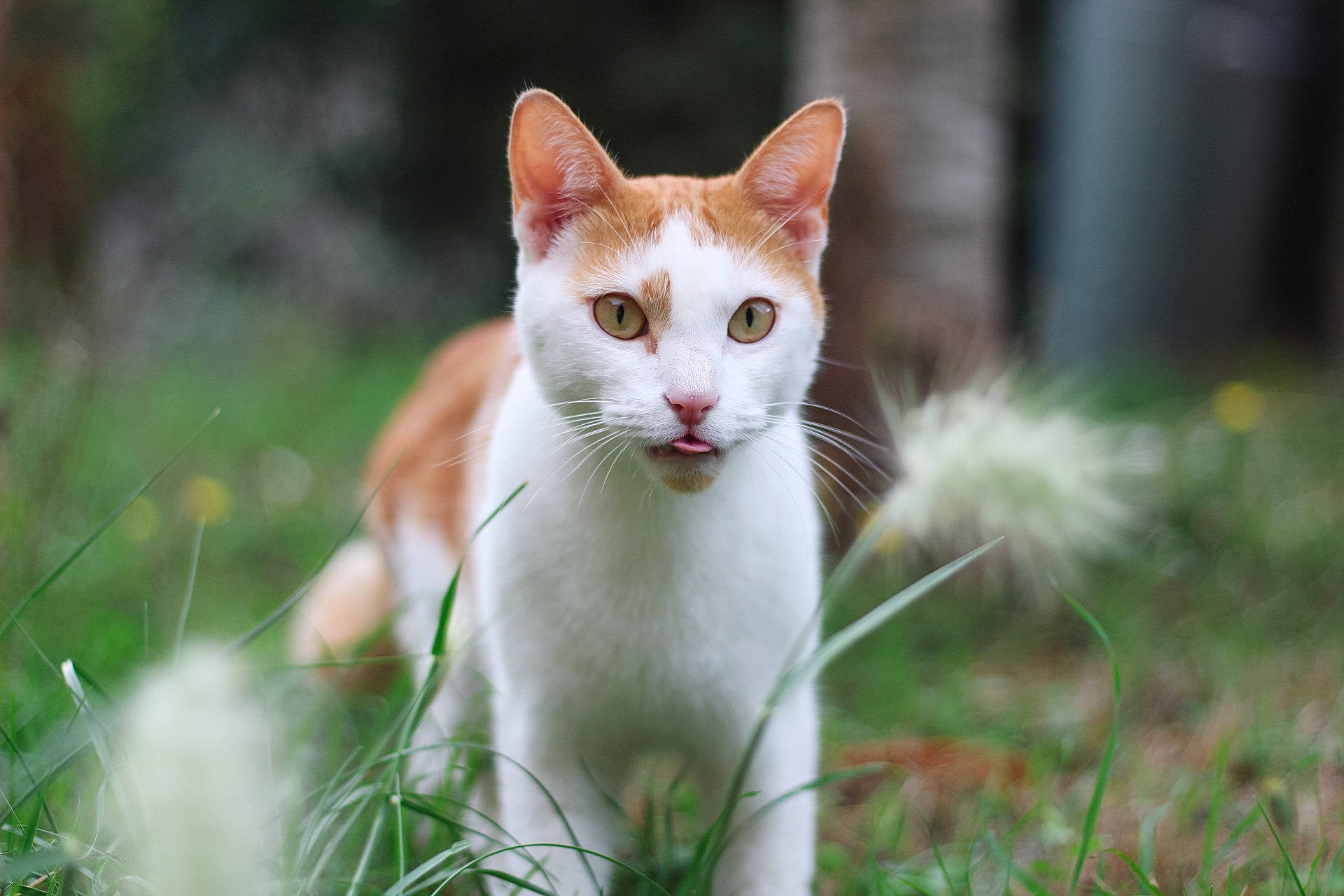 Peter a rejoint le concours — aidez-le/la à gagner de superbes lots ! carnivore, cat, domestic_short_haired_cat, fawn, felidae, fur, grass, plant, sitting, small_to_medium_sized_cats, snout, tail, terrestrial_animal, tree, whiskers, wildlife, wood