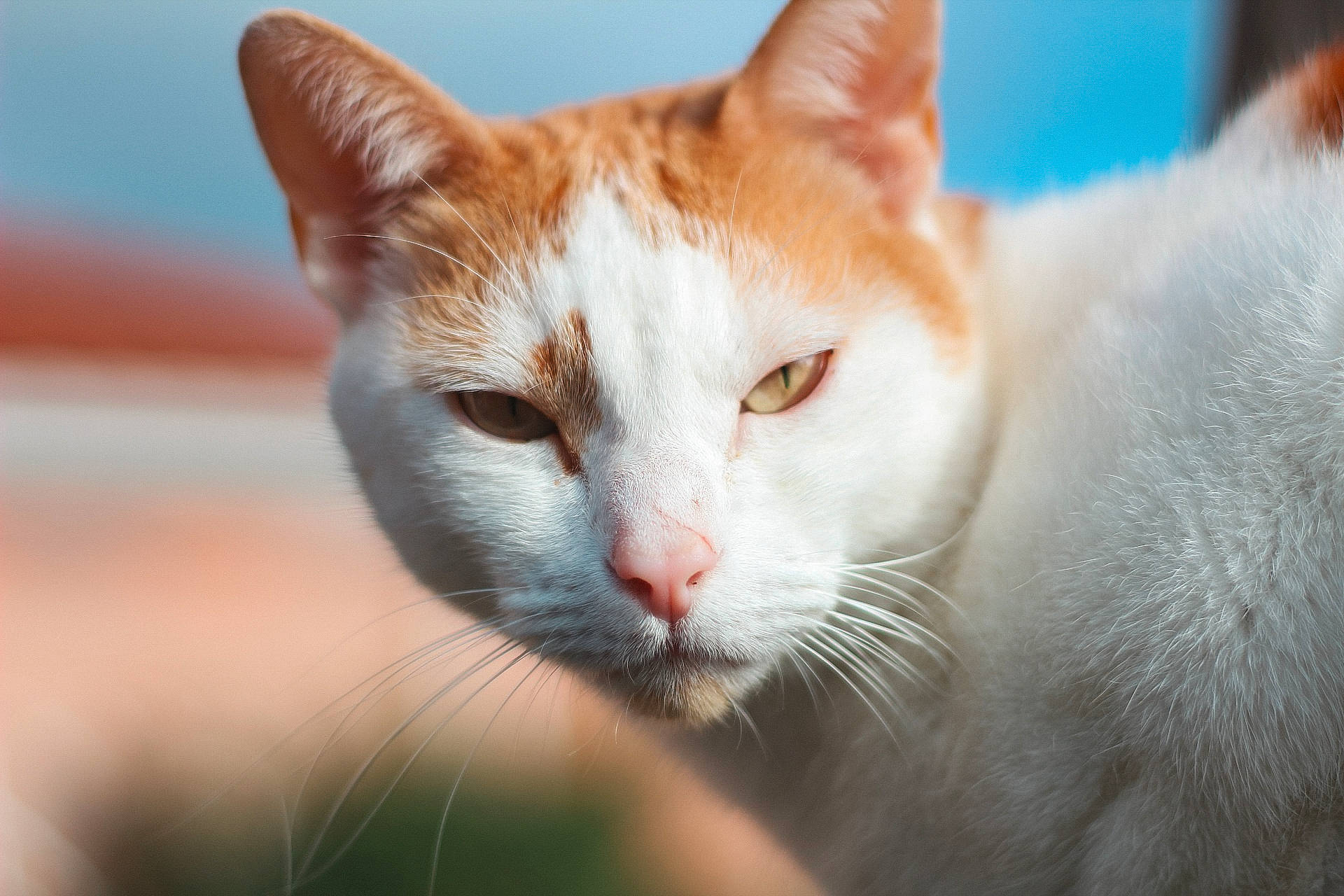 Peter participe au concours pour gagner de l'argent avec cette photo : carnivore, cat, close_up, collar, domestic_short_haired_cat, fang, fawn, felidae, fur, grass, paw, small_to_medium_sized_cats, snout, tail, terrestrial_animal, whiskers, wildlife