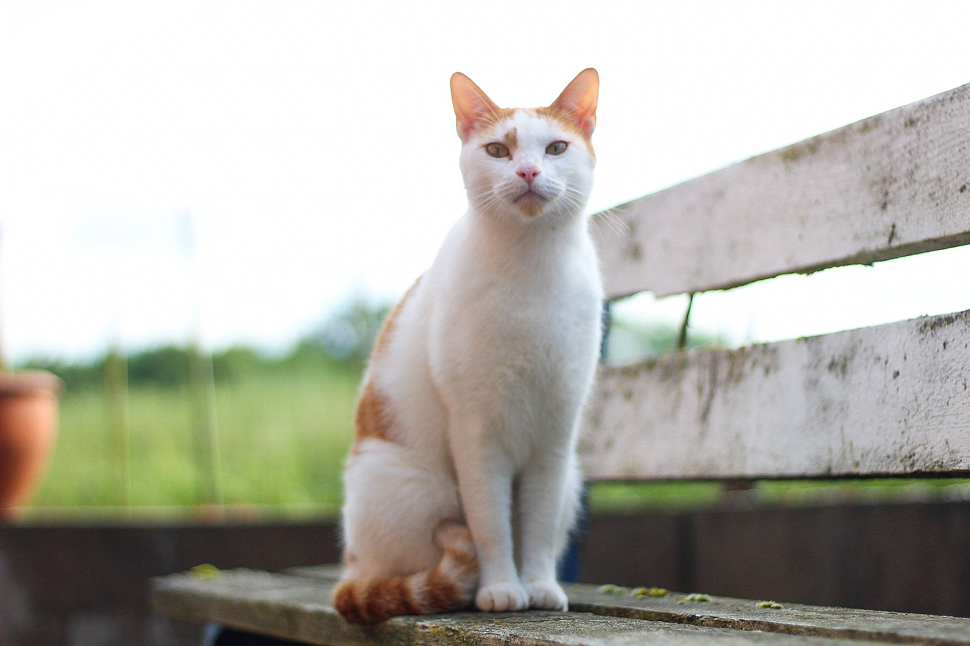 Peter a rejoint le concours — aidez-le/la à gagner de superbes lots ! art, carnivore, cat, domestic_short_haired_cat, fawn, felidae, fur, paw, sitting, sky, small_to_medium_sized_cats, tail, terrestrial_animal, tree, whiskers, wood