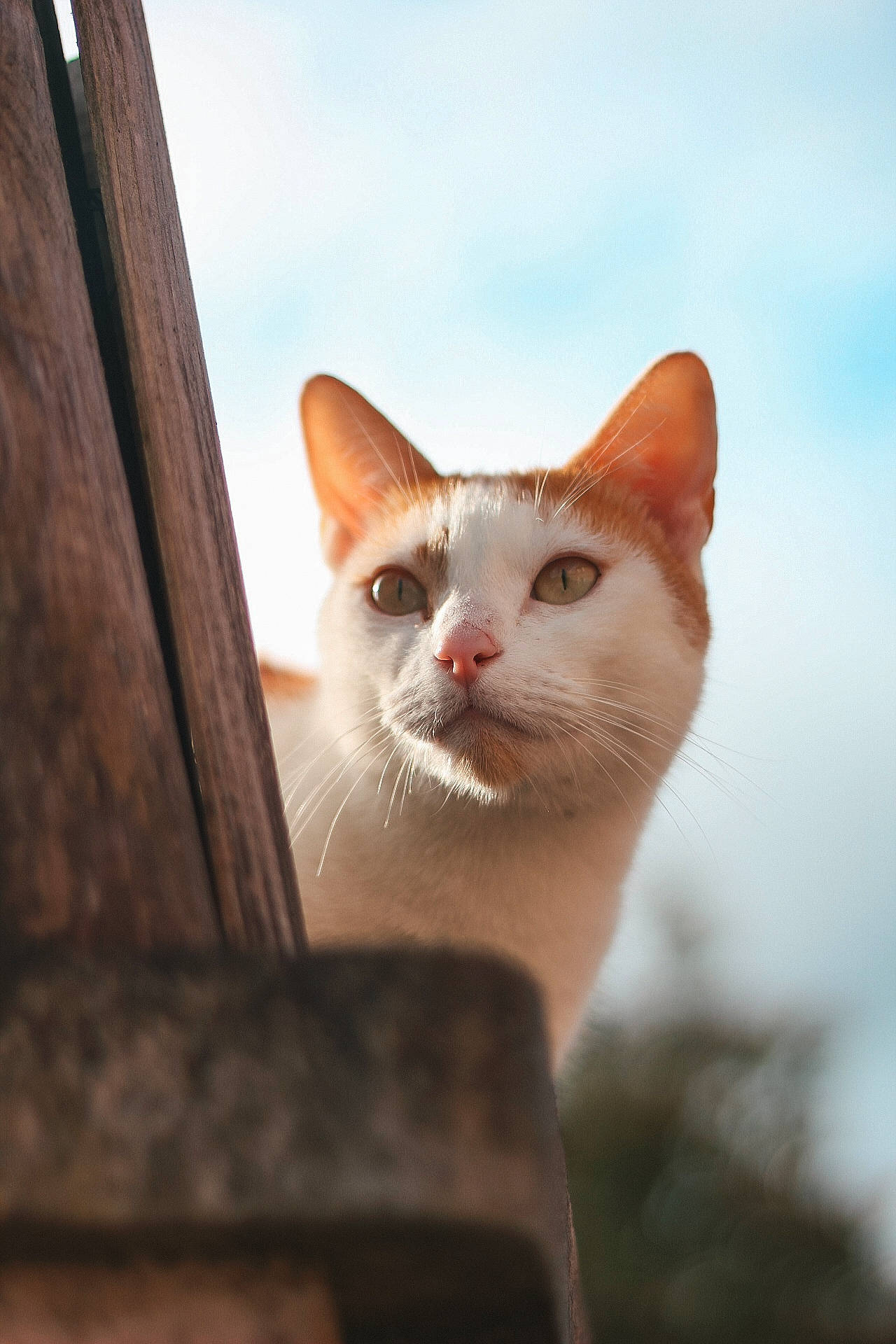 Peter participe au concours pour gagner de l'argent avec cette photo : art, carnivore, cat, cloud, domestic_short_haired_cat, fawn, felidae, fur, sky, small_to_medium_sized_cats, snout, tail, tree, whiskers, window, wood