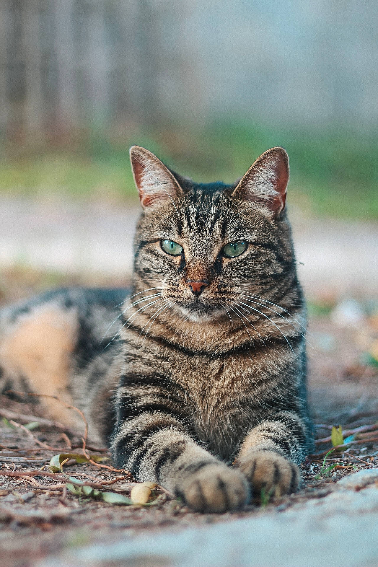Chanel a rejoint le concours — aidez-le/la à gagner de superbes lots ! carnivore, cat, domestic_short_haired_cat, eye, felidae, fur, grass, lynx, paw, sand, sitting, small_to_medium_sized_cats, snout, tail, terrestrial_animal, tree, whiskers, wildlife