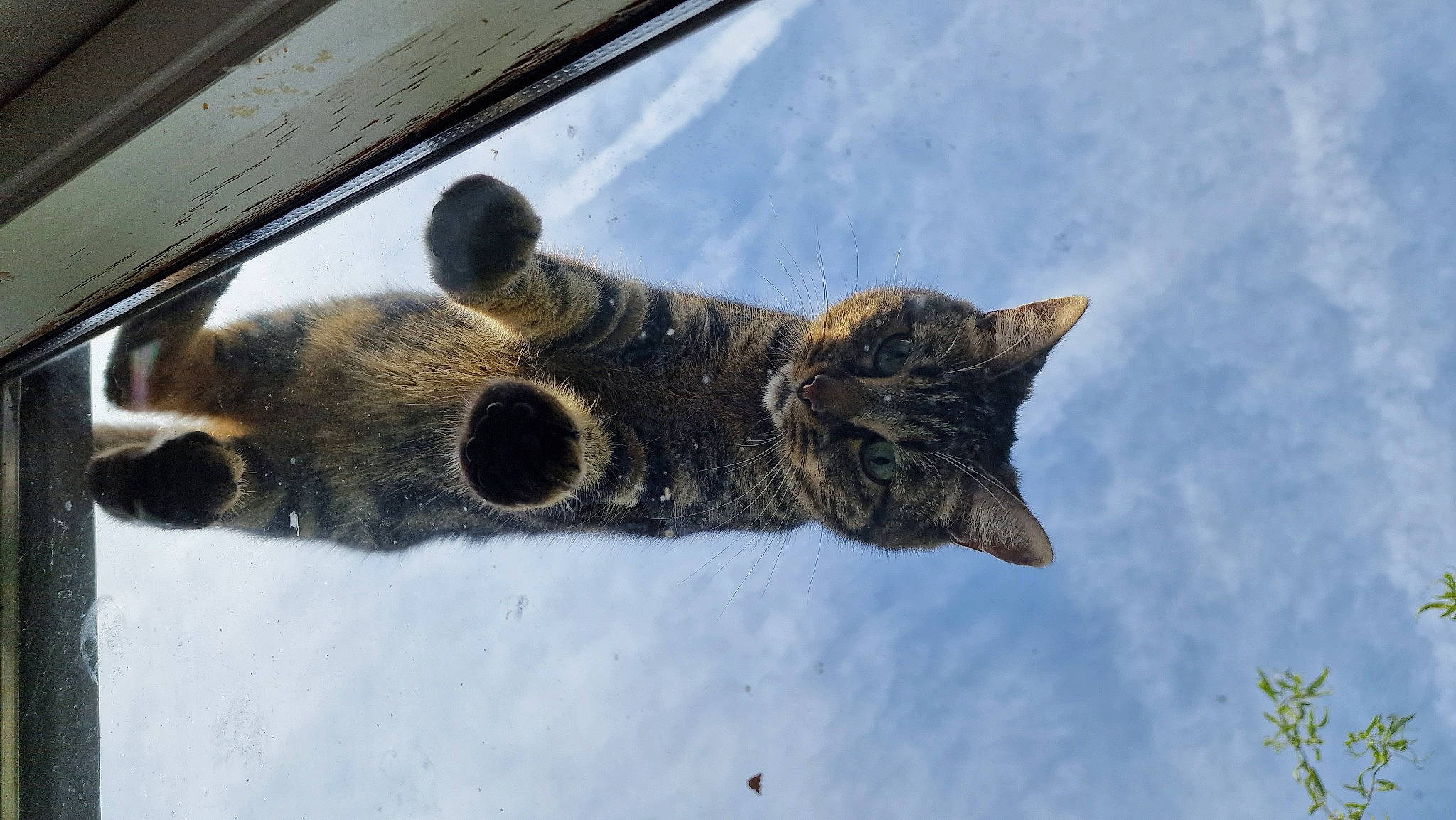 Chanel participe au concours pour gagner de l'argent avec cette photo : carnivore, cat, domestic_short_haired_cat, eye, felidae, fur, plant, sky, small_to_medium_sized_cats, snout, snow, tail, terrestrial_animal, tree, water, whiskers, wildlife, window, winter, wood