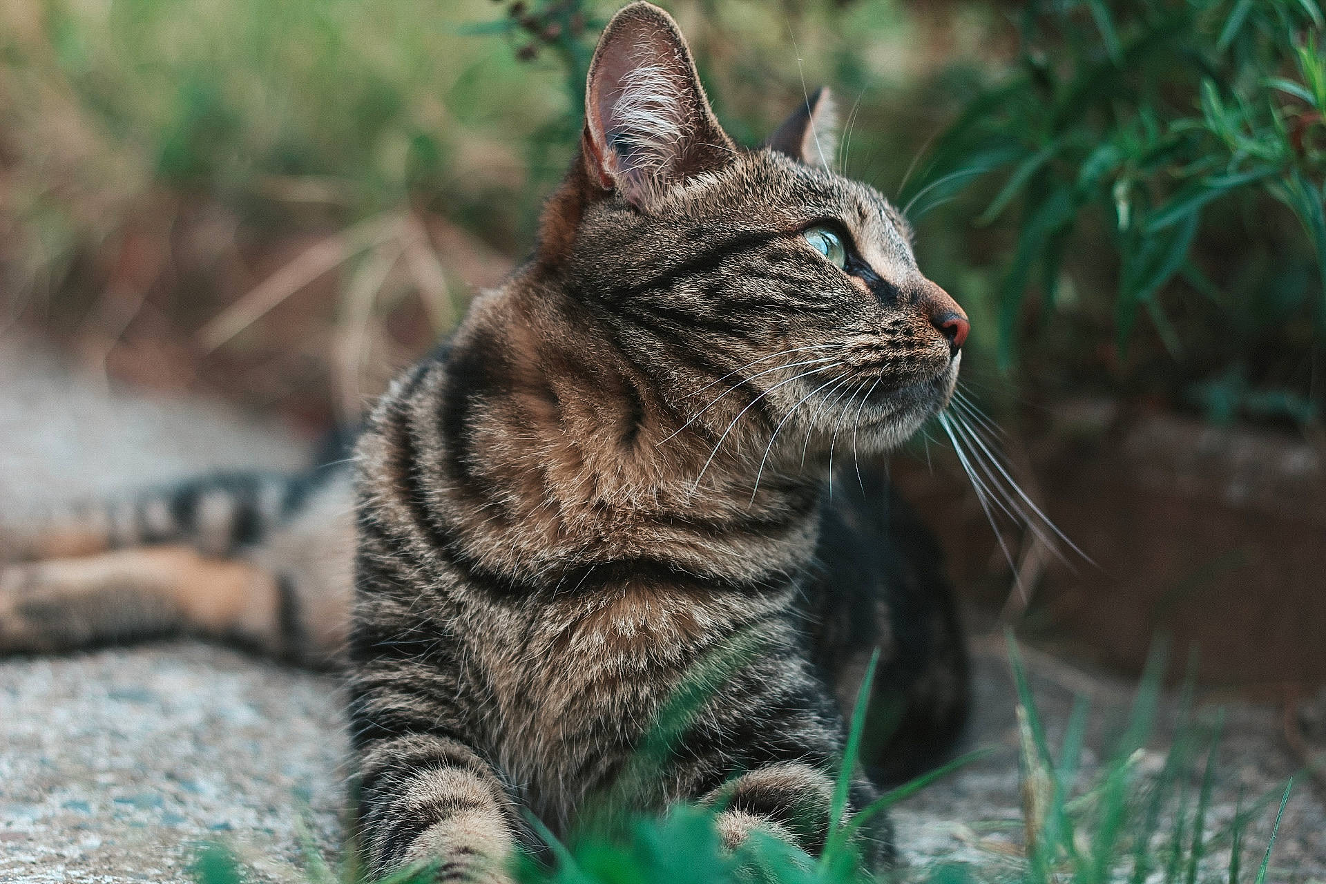 Chanel participe au concours pour gagner de l'argent avec cette photo : carnivore, cat, domestic_short_haired_cat, felidae, fur, grass, groundcover, lynx, organism, paw, plant, small_to_medium_sized_cats, snout, tail, terrestrial_animal, tree, vegetation, whiskers, wildlife