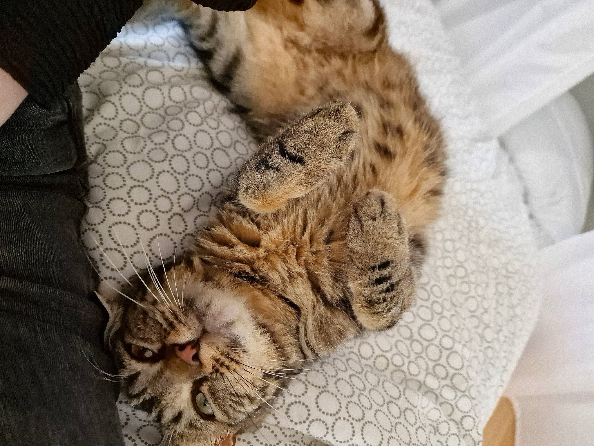 Chanel participe au concours pour gagner de l'argent avec cette photo : big_cats, carnivore, cat, claw, comfort, domestic_short_haired_cat, fawn, felidae, fur, nap, pattern, paw, sleep, small_to_medium_sized_cats, snout, tail, terrestrial_animal, textile, whiskers, wildlife