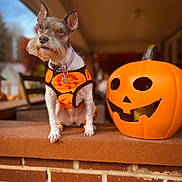 Lilly is registered to the contest to win money with this photo: dog, schnauzer, pet, halloween, pumpkin, jack_o_lantern, costume, harness, collar, portrait, outdoor, brick, ledge, front_porch, autumn, orange, cute, standing, animal, photography