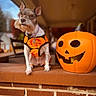 dog, schnauzer, pet, halloween, pumpkin, jack_o_lantern, costume, harness, collar, portrait, outdoor, brick, ledge, front_porch, autumn, orange, cute, standing, animal, photography