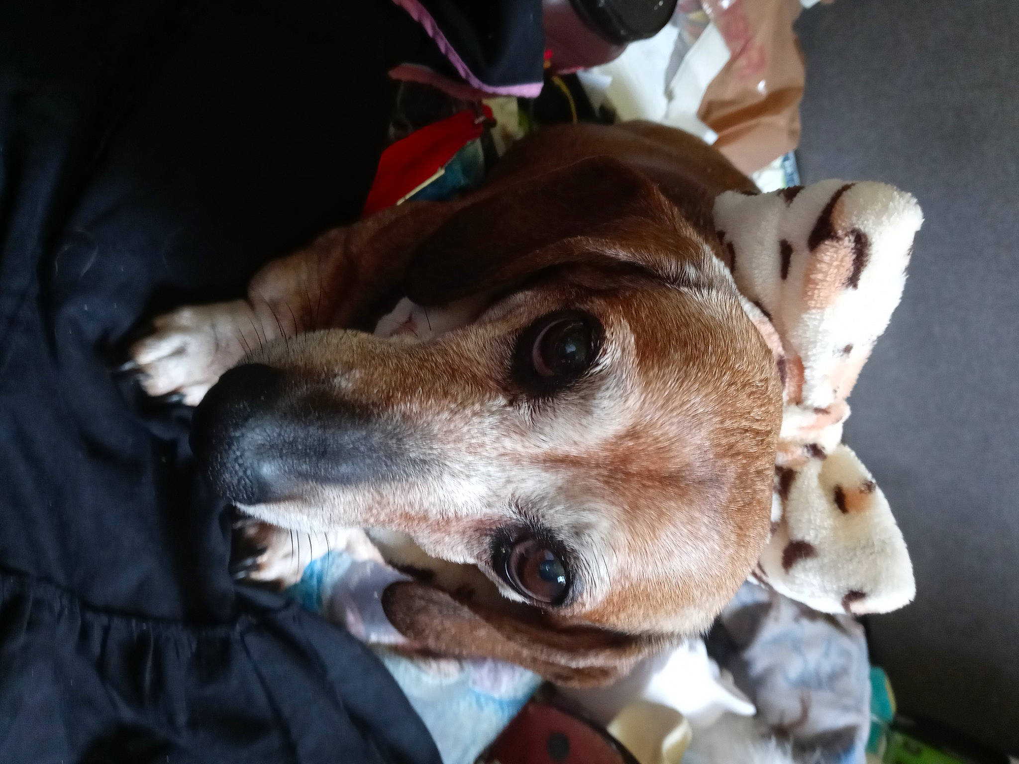 Addison is registered to the contest to win money with this photo: canidae, carnivore, collar, comfort, companion_dog, dog, dog_breed, dog_collar, ear, fawn, fur, linens, non_sporting_group, puppy, sporting_group, whiskers, working_animal