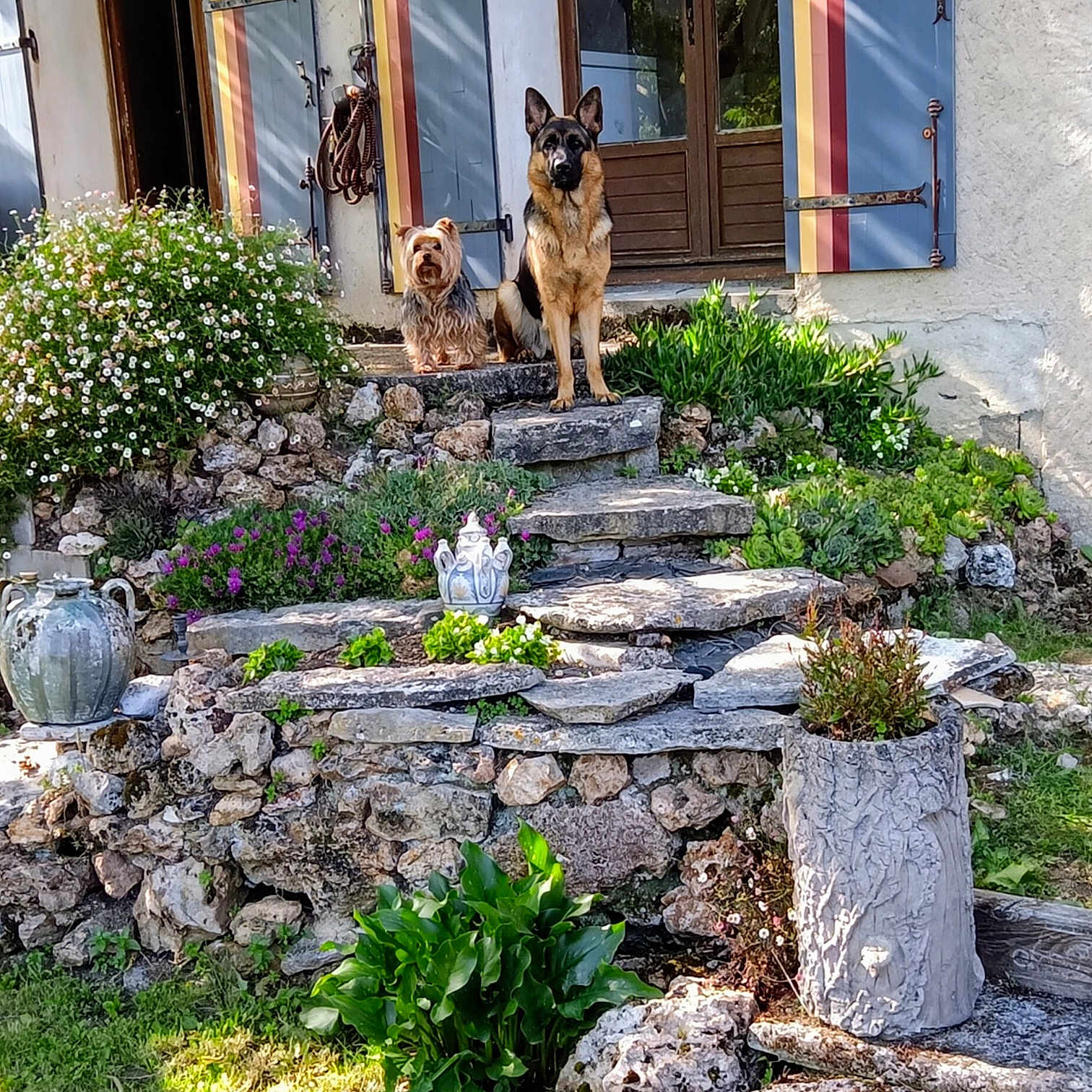 Malo Et Vaïka a rejoint le concours — aidez-le/la à gagner de superbes lots ! animals, daytime, dog, door, flowers, garden, german_shepherd, greenery, house, nature, outdoor, pets, plants, potted_plant, rock_wall, shrubbery, shutters, stone_steps, sunlight, yorkshire_terrier