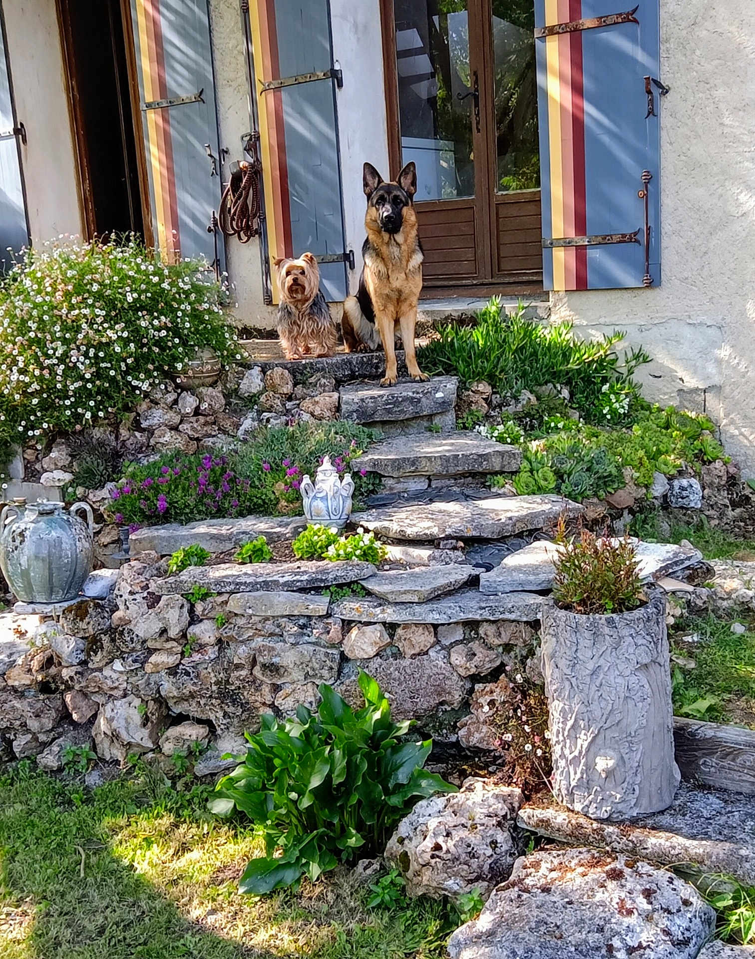 Malo Et Vaïka a rejoint le concours — aidez-le/la à gagner de superbes lots ! animals, daytime, dog, door, flowers, garden, german_shepherd, greenery, house, nature, outdoor, pets, plants, potted_plant, rock_wall, shrubbery, shutters, stone_steps, sunlight, yorkshire_terrier