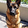 Malo Et Vaïka participe au concours pour gagner de l'argent avec cette photo : animal, balcony, canine, companion, dog, ears, fence, fur, german_shepherd, greenery, nature, outdoor, pet, portrait, river, shadow, sitting, sunlight, tile_floor, watchful