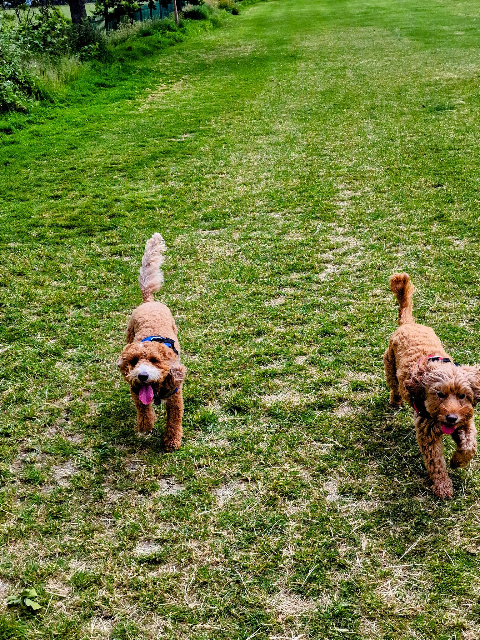 Willow is registered to the contest to win money with this photo: canidae, carnivore, companion_dog, dog, dog_breed, fawn, garden, grass, grassland, green, groundcover, pasture, people_in_nature, plant, shrub, sporting_group, tail, terrestrial_animal, water_dog, working_animal