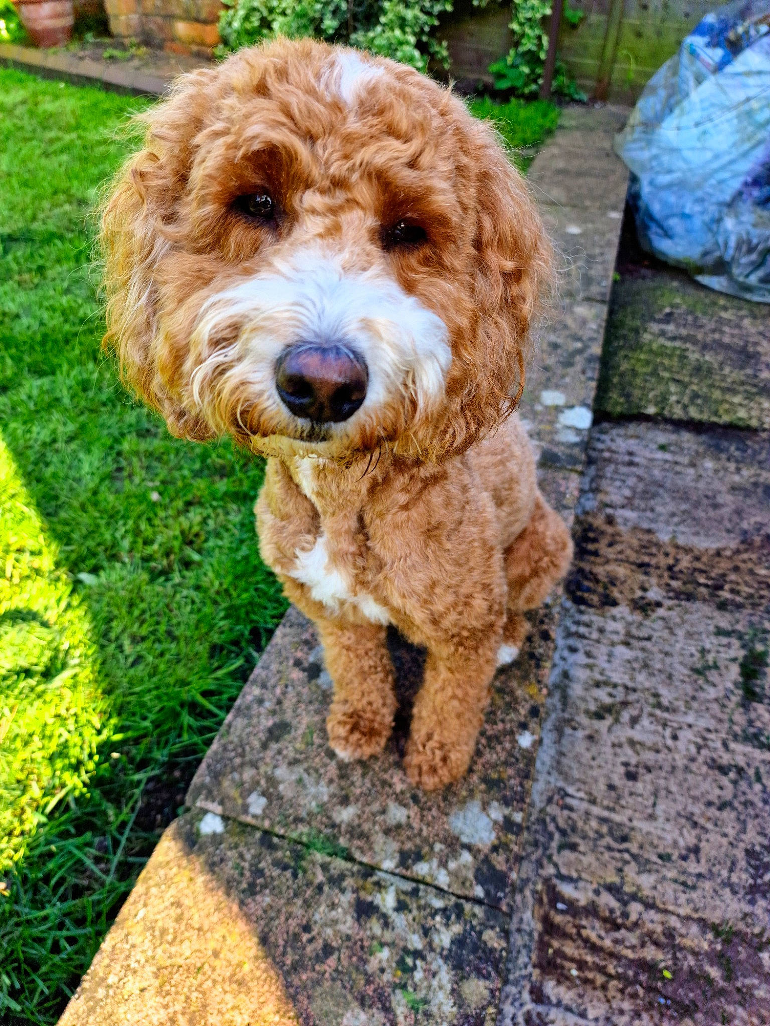 Willow is registered to the contest to win money with this photo: canidae, carnivore, companion_dog, dog, dog_breed, fawn, fur, grass, labradoodle, liver, plastic_bag, poodle, poodle_crossbreed, snout, soil, sporting_group, terrier, toy_dog, water_dog, working_animal