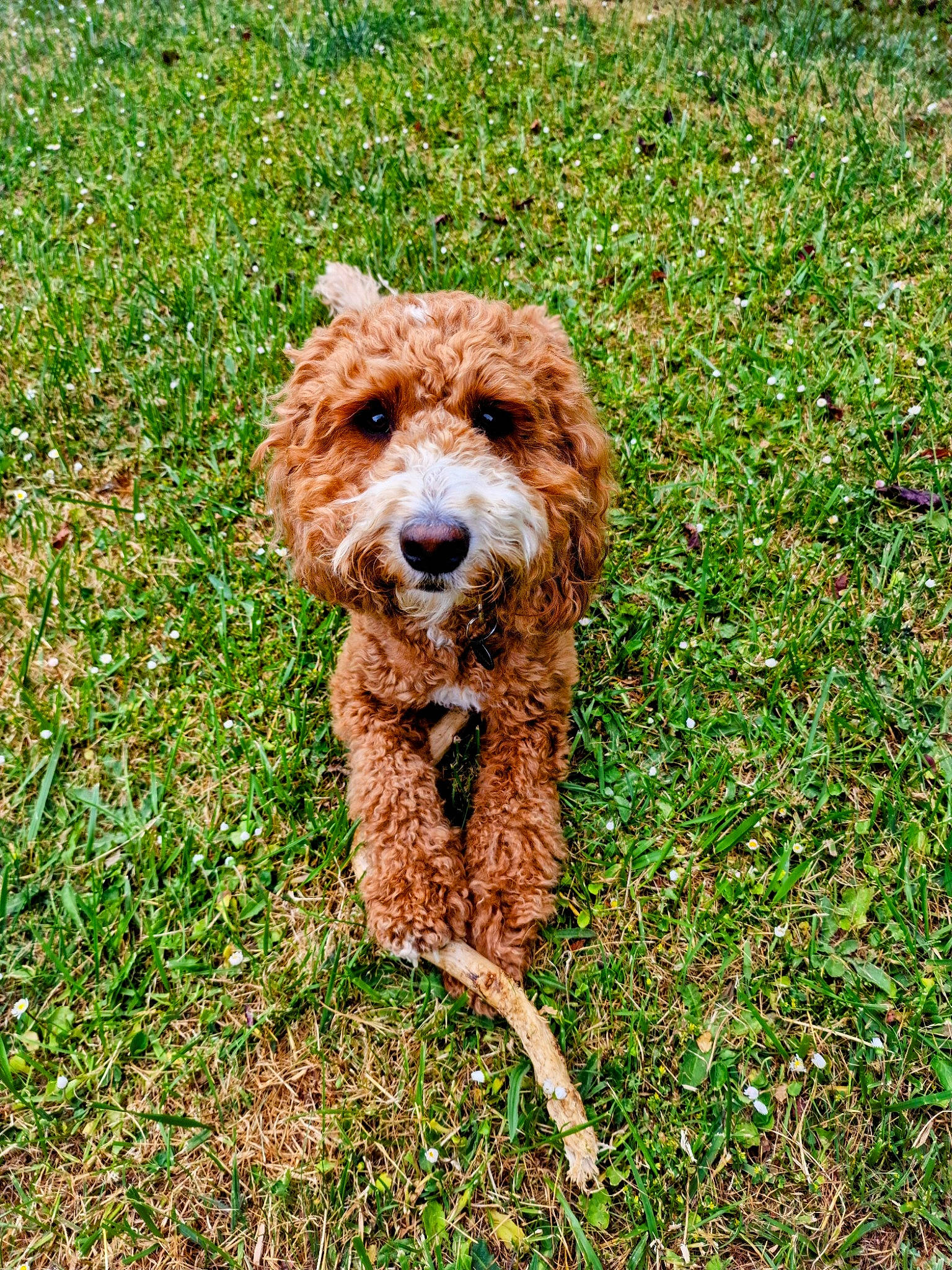 Willow is registered to the contest to win money with this photo: canidae, carnivore, companion_dog, dog, dog_breed, grass, groundcover, liver, non_sporting_group, plant, poodle, poodle_crossbreed, tail, terrestrial_animal, terrier, toy_dog, water_dog, working_animal, working_terrier
