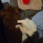 Sofia joined the competition — help win amazing prizes! animal, black_and_white_cat, blanket, brown_dog, cat, companionship, couch, cozy, dog, fur, home, indoor, paw, pet, red_bowl, relaxing, resting, sleeping, snuggling, towel