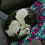 Sofia joined the competition — help win amazing prizes! animal, black_and_white, blanket, cat, colorful, couch, cozy, crocheted, curled_up, cute, feline, fur, home, indoor, leather, paw, pet, relaxation, resting, sleeping
