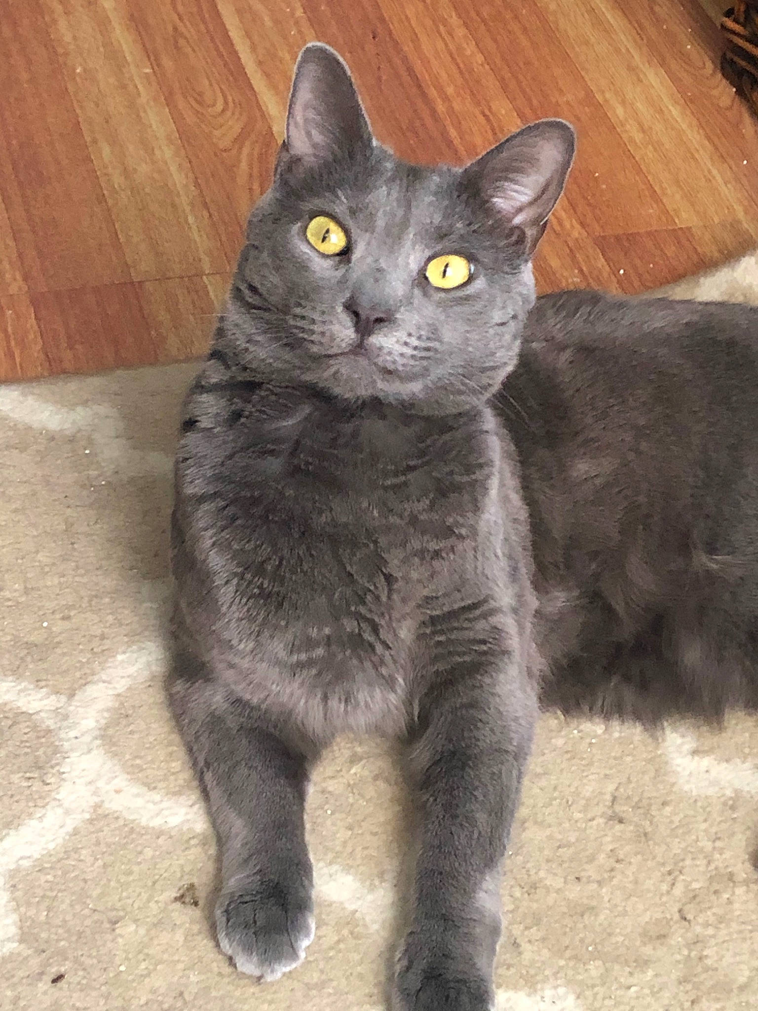 Hamza joined the competition — help win amazing prizes! asian, black_cat, british_shorthair, carnivore, cat, chartreux, domestic_short_haired_cat, felidae, german_rex, korat, mammal, nebelung, polydactyl_cat, russian_blue, small_to_medium_sized_cats, snout, vertebrate, whiskers