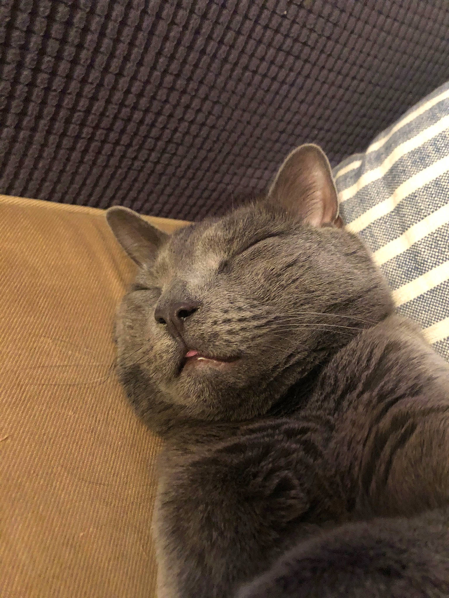 Hamza is registered to the contest to win money with this photo: asian, british_shorthair, burmese, carnivore, cat, chartreux, domestic_short_haired_cat, fawn, felidae, fur, kitten, korat, mammal, nap, nebelung, russian_blue, sleep, small_to_medium_sized_cats, snout, whiskers