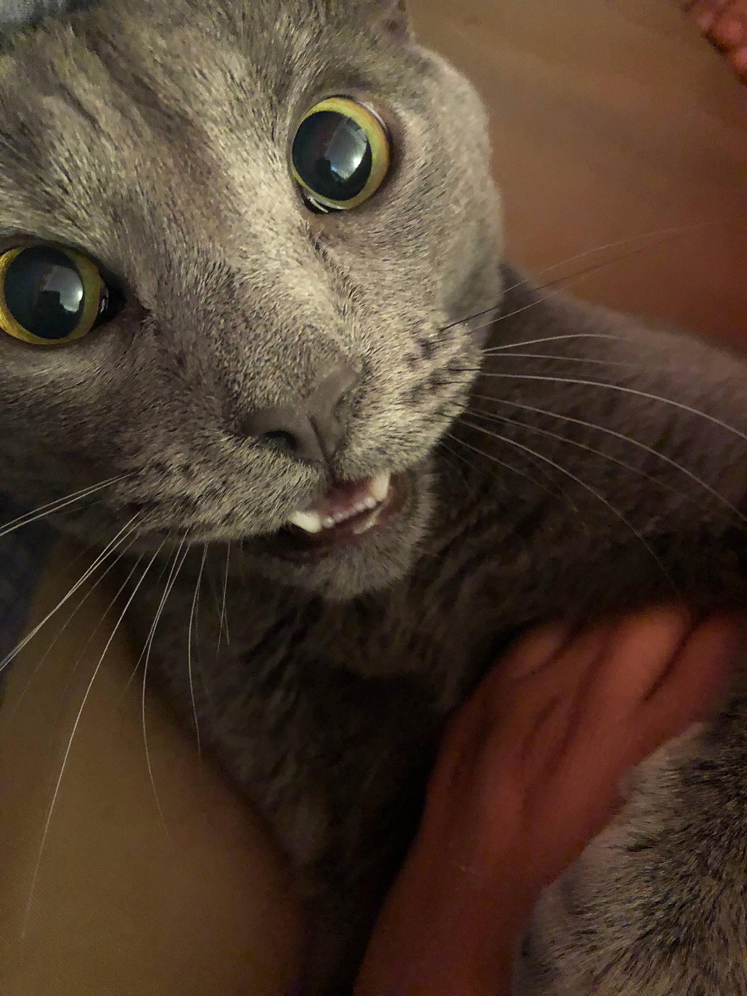 Hamza is registered to the contest to win money with this photo: asian, australian_mist, burmese, carnivore, cat, chartreux, close_up, domestic_short_haired_cat, eye, felidae, korat, mammal, nose, oriental_longhair, oriental_shorthair, russian_blue, small_to_medium_sized_cats, snout, vertebrate, whiskers