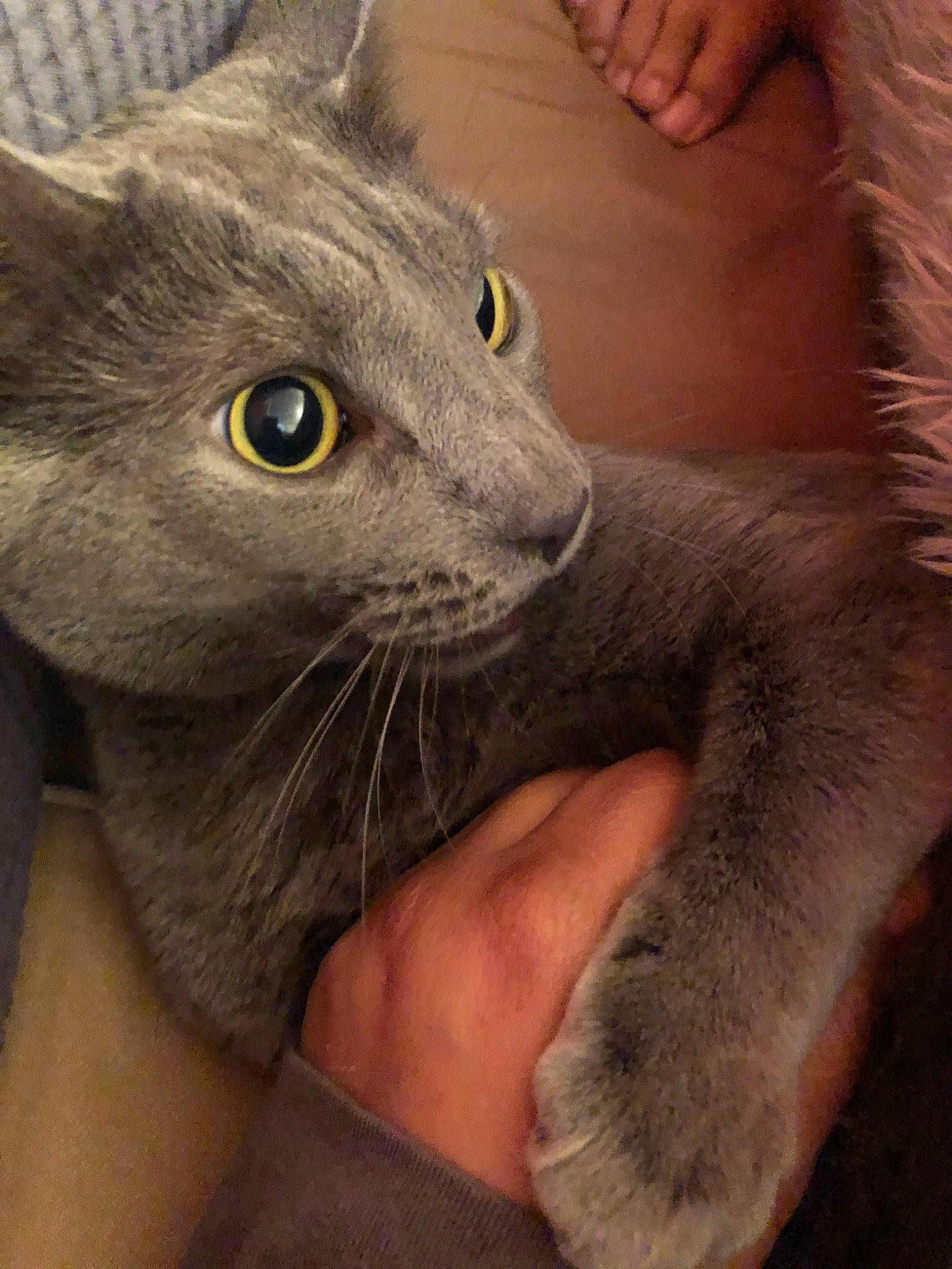 Hamza joined the competition — help win amazing prizes! asian, burmese, carnivore, cat, chartreux, domestic_short_haired_cat, european_shorthair, felidae, havana_brown, korat, mammal, nebelung, oriental_longhair, oriental_shorthair, polydactyl_cat, russian_blue, small_to_medium_sized_cats, snout, vertebrate, whiskers