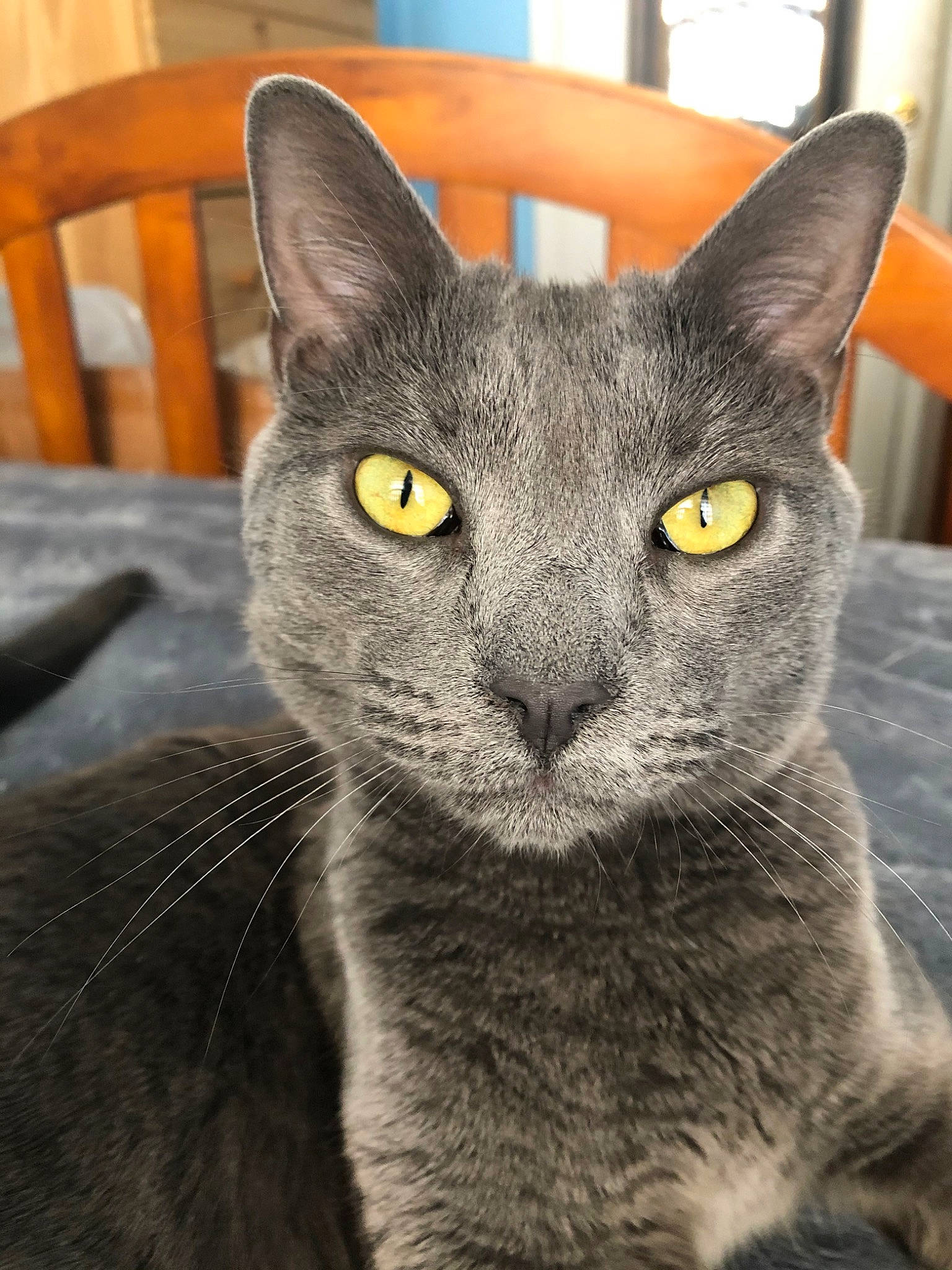 Hamza joined the competition — help win amazing prizes! asian, british_shorthair, burmese, carnivore, cat, chartreux, domestic_short_haired_cat, felidae, german_rex, korat, mammal, nebelung, russian_blue, small_to_medium_sized_cats, snout, vertebrate, whiskers