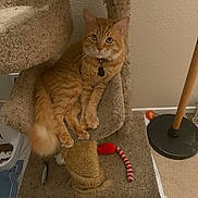 Tiger joined the competition — help win amazing prizes! cat, orange_tabby, cat_tree, carpet, indoor, pet_toys, lamp, relaxed, feline, paw, whiskers, collar, playful, home, cozy, curious, animal, furniture, floor, cute