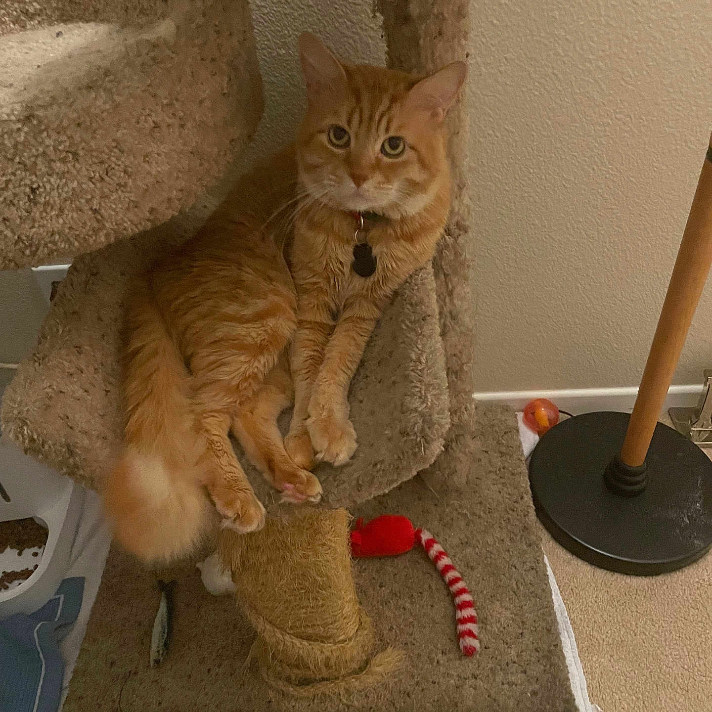 Tiger joined the competition — help win amazing prizes! cat, orange_tabby, cat_tree, carpet, indoor, pet_toys, lamp, relaxed, feline, paw, whiskers, collar, playful, home, cozy, curious, animal, furniture, floor, cute