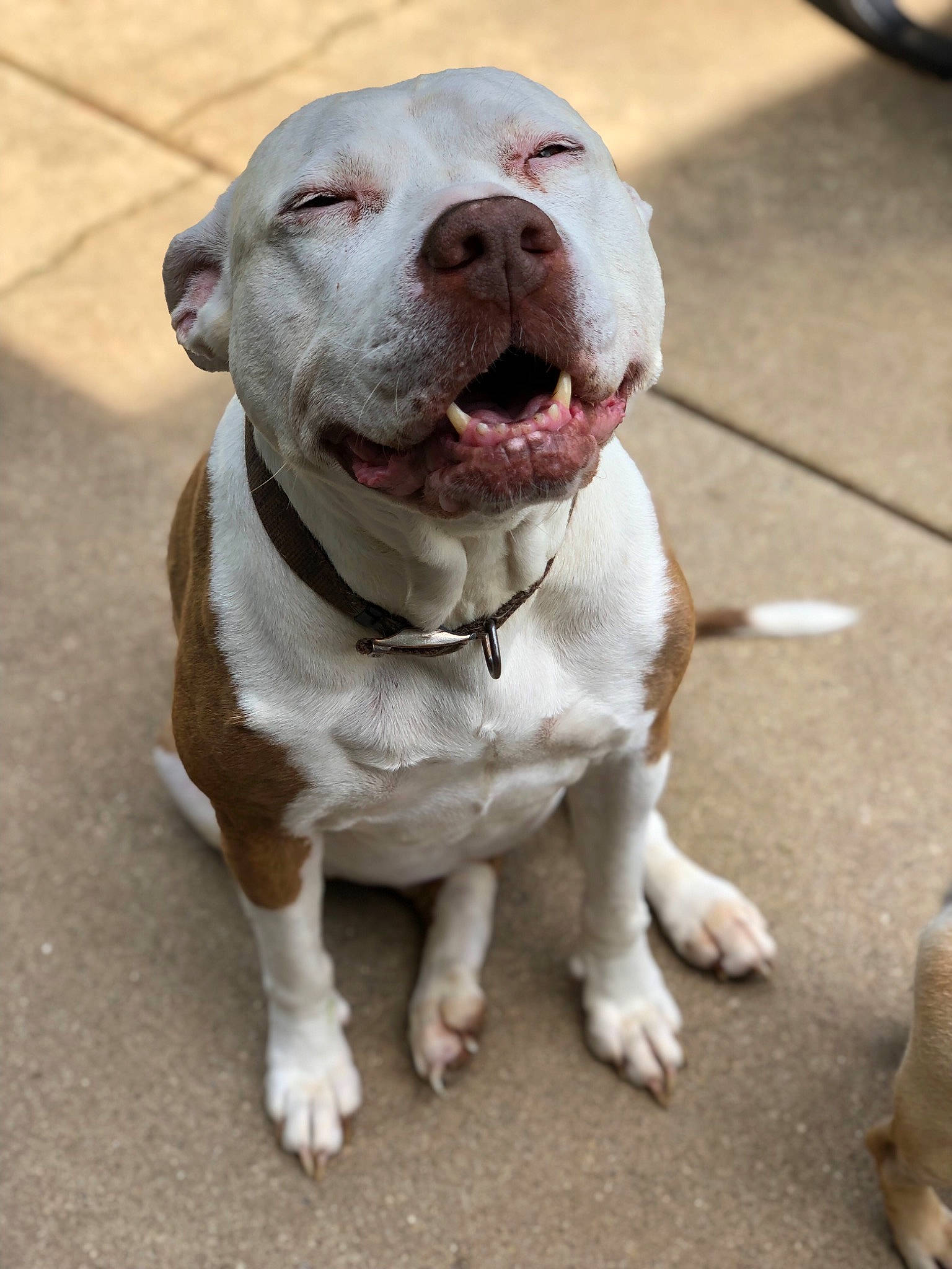 Dazy is registered to the contest to win money with this photo: adventure, american_bulldog, american_pit_bull_terrier, american_staffordshire_terrier, bull_and_terrier, bully_kutta, canidae, carnivore, cordoba_fighting_dog, dog, dog_breed, fawn, mammal, non_sporting_group, pit_bull, rare_breed_dog, snout, sporting_group, staffordshire_bull_terrier, vertebrate