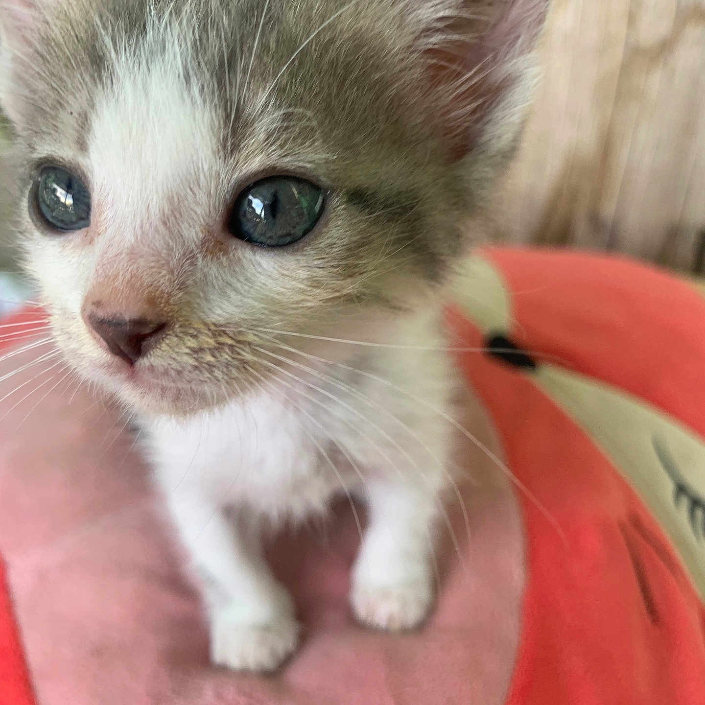 Frijoles is registered to the contest to win money with this photo: adorable, animal, cat, close_up, colorful, curious, cushion, cute, eyes, feline, fur, indoor, kitten, paws, pet, pink, small, soft, whiskers, young