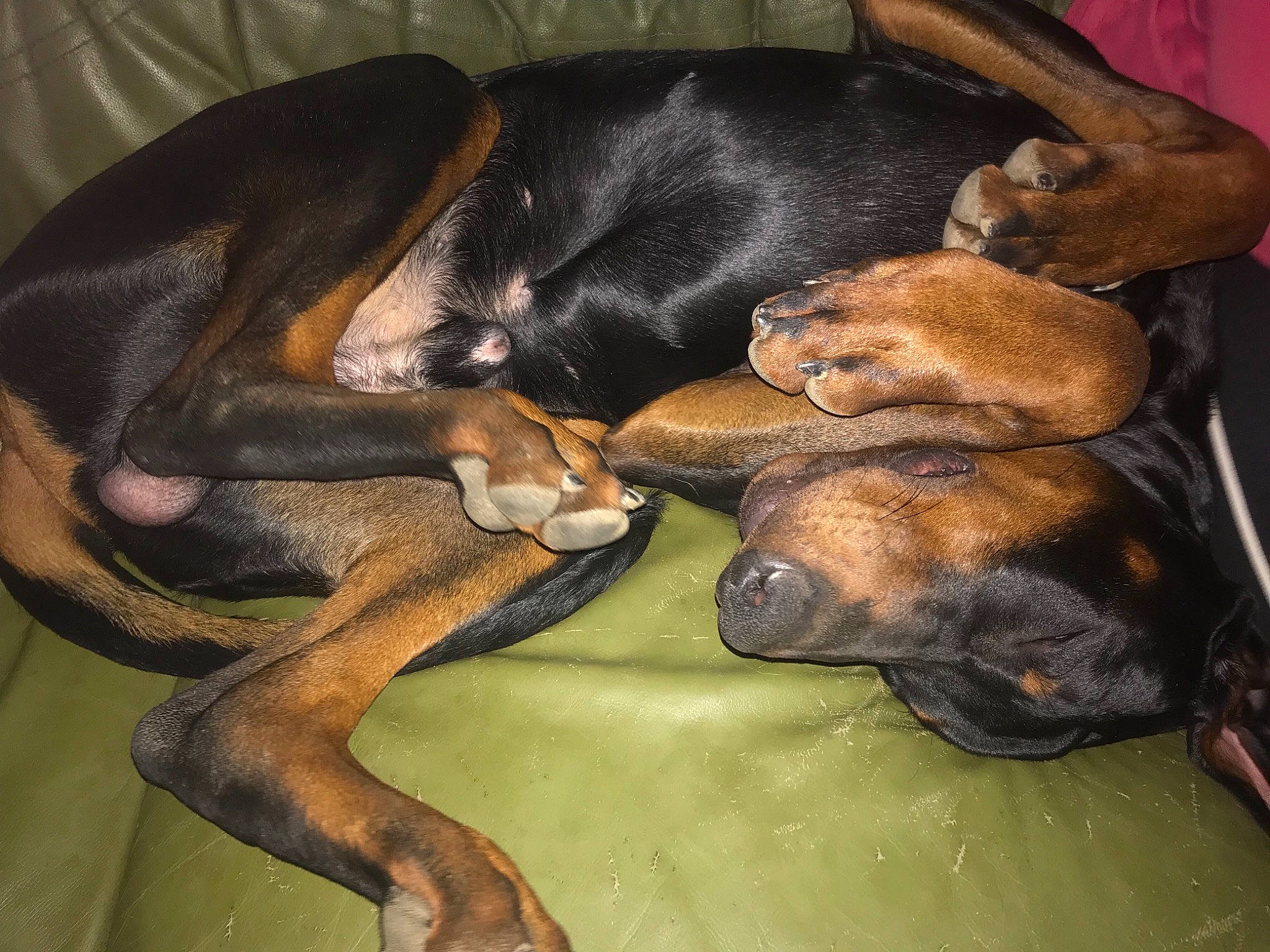 Oscar a rejoint le concours — aidez-le/la à gagner de superbes lots ! canidae, carnivore, comfort, companion_dog, dog, dog_breed, fawn, guard_dog, hound, liver, montenegrin_mountain_hound, nap, paw, snout, sporting_group, tail, terrestrial_animal, toy_dog, working_animal, working_dog