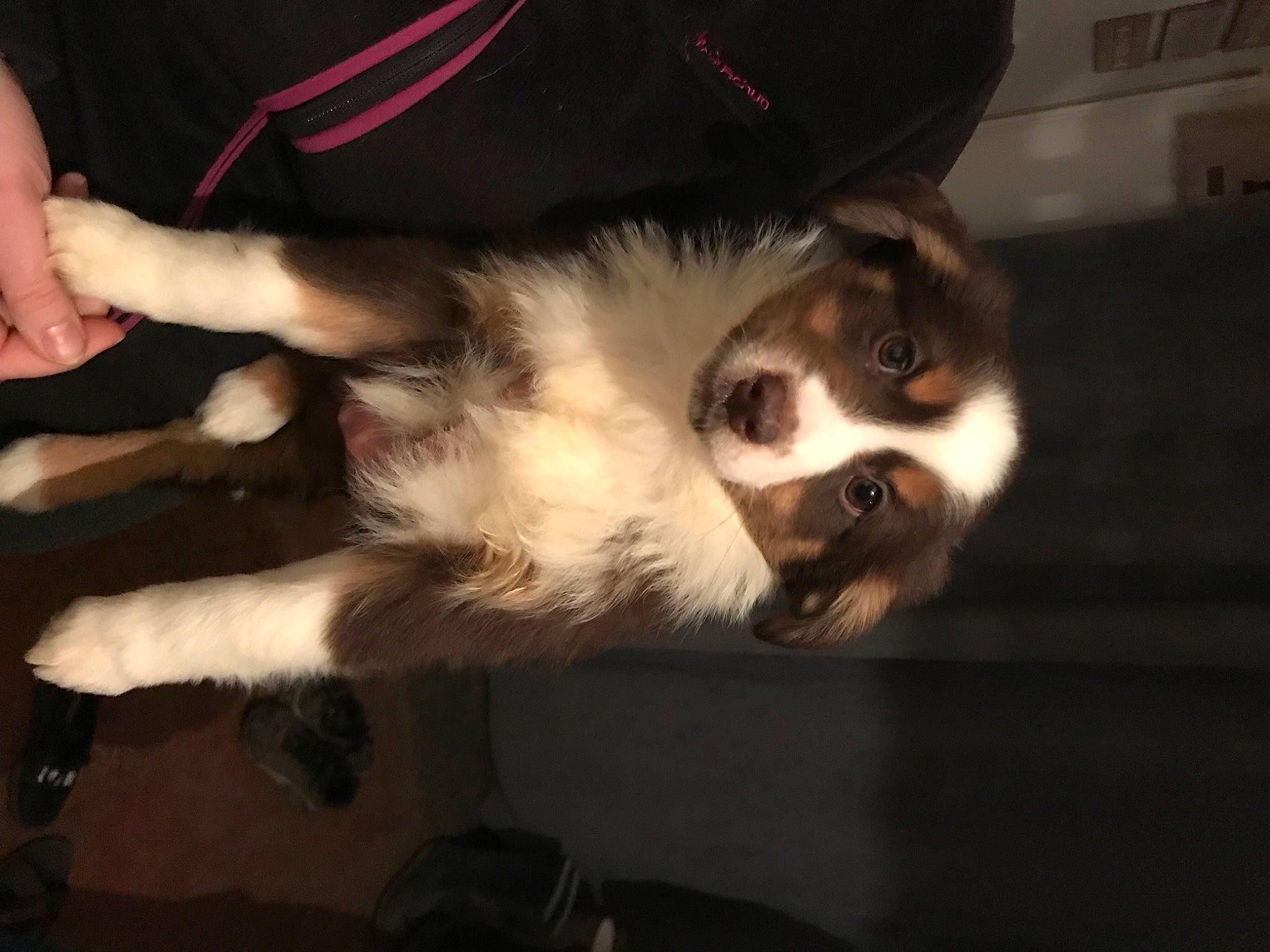 Skarlet a rejoint le concours — aidez-le/la à gagner de superbes lots ! canidae, carnivore, cat, claw, cloud, comfort, companion_dog, dog, dog_breed, domestic_short_haired_cat, fawn, felidae, fur, jaw, paw, small_to_medium_sized_cats, snout, sporting_group, tail, whiskers