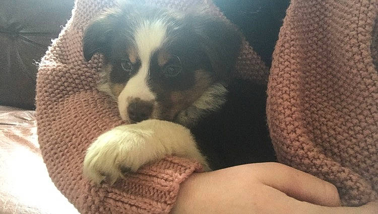 Skarlet participe au concours pour gagner de l'argent avec cette photo : bernese_mountain_dog, canidae, carnivore, comfort, companion_dog, couch, dog, dog_breed, fur, herding_dog, mammal, snout, spaniel, sporting_group, terrestrial_animal, toy_dog, vertebrate, whiskers, working_animal, working_dog