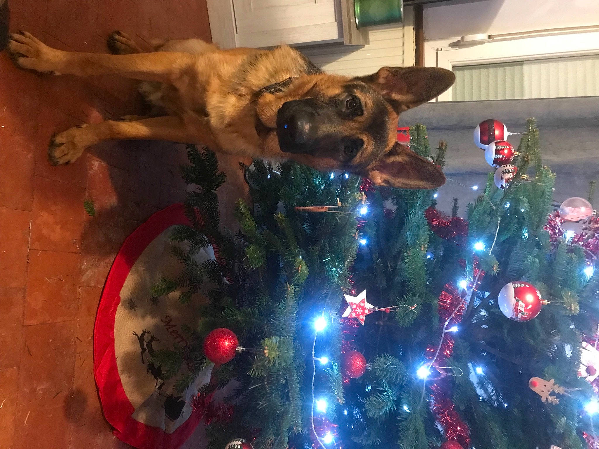 Ares a rejoint le concours — aidez-le/la à gagner de superbes lots ! art, carnivore, christmas, christmas_decoration, christmas_eve, christmas_ornament, christmas_tree, companion_dog, conifer, dog, dog_breed, event, evergreen, fawn, fun, holiday, holiday_ornament, ornament, tree, working_animal