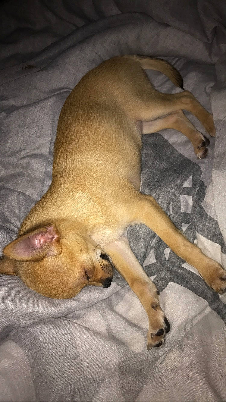 Shanel participe au concours pour gagner de l'argent avec cette photo : canidae, carnivore, comfort, companion_dog, dog, dog_breed, fawn, fur, liver, non_sporting_group, paw, snout, sporting_group, tail, terrestrial_animal, toy_dog, whiskers