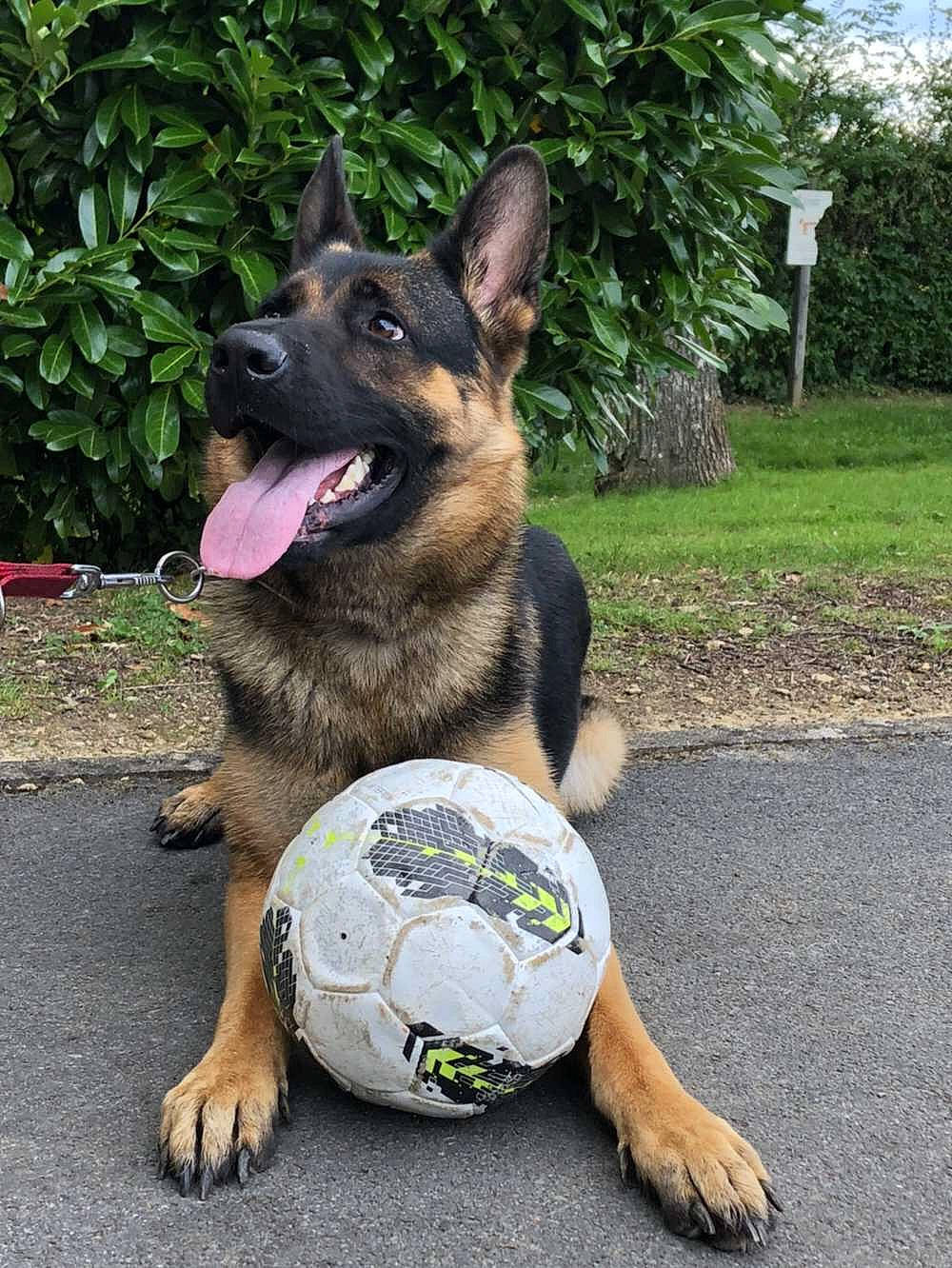 Ruby participe au concours pour gagner de l'argent avec cette photo : ball, biting, carnivore, collar, companion_dog, dog, dog_breed, dog_collar, dog_supply, fawn, foot, fur, grass, herding_dog, king_shepherd, plant, snout, sporting_group, terrestrial_animal, working_animal