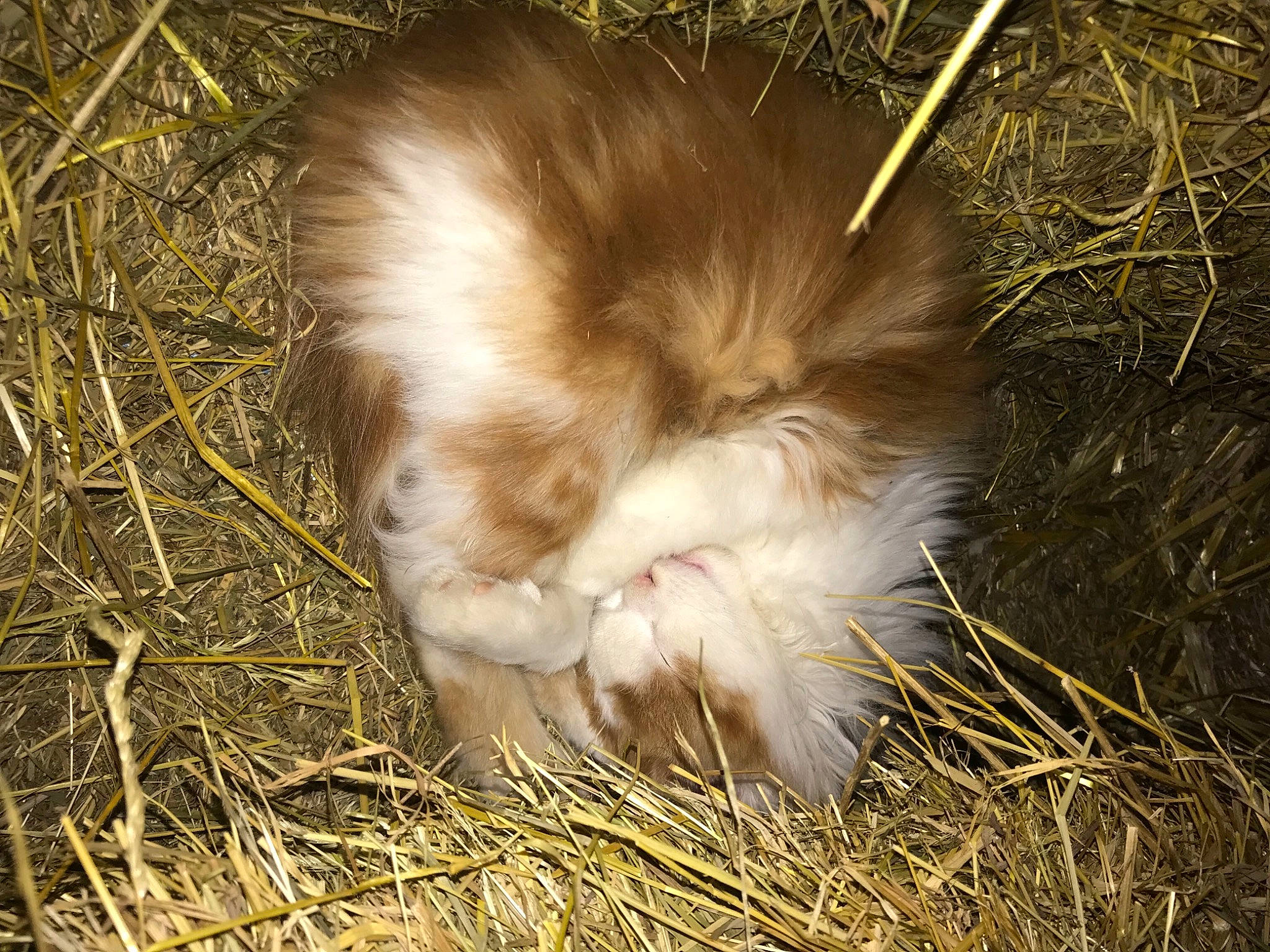 Toto participe au concours pour gagner de l'argent avec cette photo : companion_dog, dog_breed, fawn, fur, german_spitz_klein, grass, hay, natural_material, poultry, soil, sporting_group, straw, tail, terrestrial_animal, wildlife
