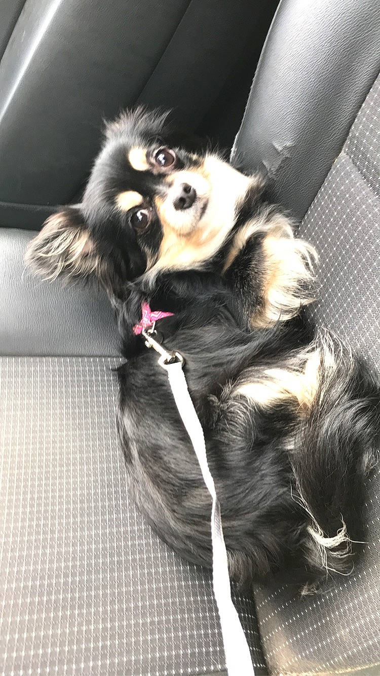 Lylie a rejoint le concours — aidez-le/la à gagner de superbes lots ! canidae, carnivore, collar, companion_dog, dog, dog_breed, dog_collar, dog_supply, fashion_accessory, fur, leash, non_sporting_group, paw, pet_supply, snout, sporting_group, tail, toy_dog, working_animal, working_dog