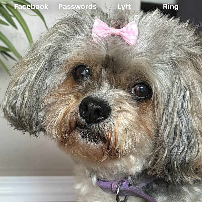 Momas joined the competition — help win amazing prizes! adorable, animal, bow, brown_floor, close_up, collar, cute, dog, domestic_animal, floor, fluffy, fur, houseplant, indoor, looking_up, pet, portrait, small_dog, tag, wall