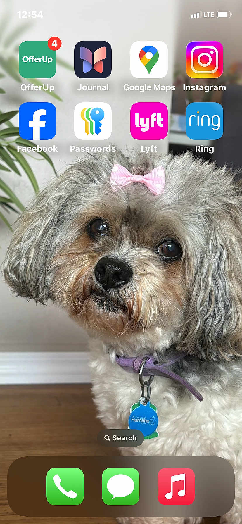 Momas joined the competition — help win amazing prizes! dog, pet, bow, collar, indoor, floor, fur, cute, animal, portrait, small_dog, fluffy, domestic_animal, looking_up, close_up, brown_floor, wall, houseplant, tag, adorable