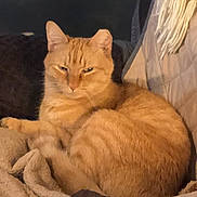 Sunshine is registered to the contest to win money with this photo: blanket, cat, close_up, couch, cozy, curled_up, domestic_animal, ears, feline, fur, indoor, living_room, orange_cat, pet, pillow, portrait, resting, sleepy, tabby, whiskers