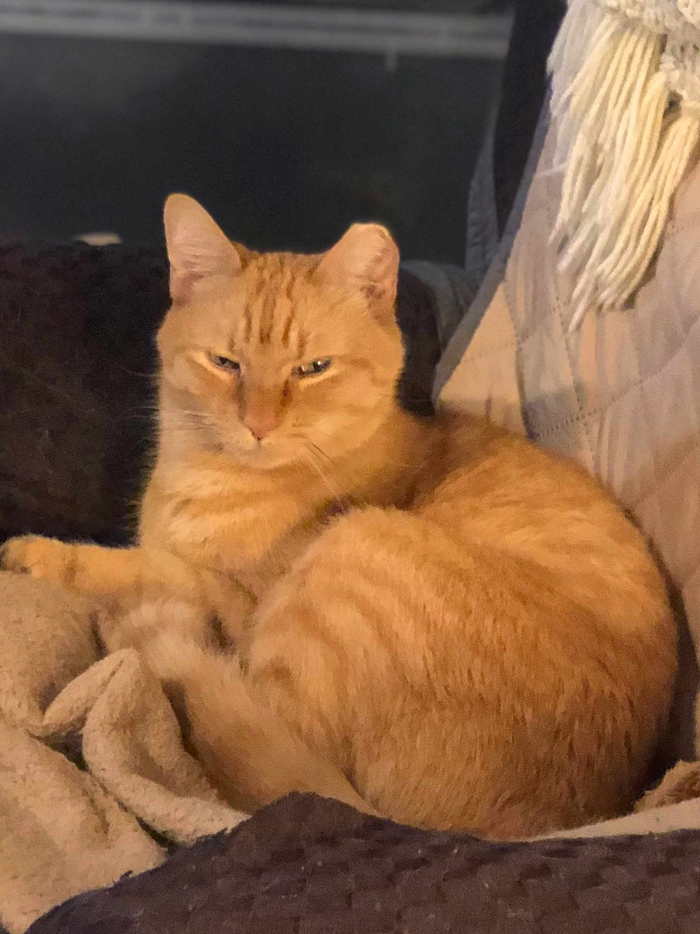 Sunshine is registered to the contest to win money with this photo: blanket, cat, close_up, couch, cozy, curled_up, domestic_animal, ears, feline, fur, indoor, living_room, orange_cat, pet, pillow, portrait, resting, sleepy, tabby, whiskers