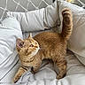 alert, brown_fur, cat, chair, cozy, curious, cushion, cute, domestic_animal, feline, fur, indoor, kitten, pet, relaxed, soft, tail, whiskers, white_background, young