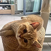 Aria a rejoint le concours — aidez-le/la à gagner de superbes lots ! cat, orange_tabby, indoor, pet, lounging, woven_stool, curious, wide_eyes, head_tilt, natural_light, glass_door, open_door, floor_tiles, cozy, home, furniture, relaxed, cute, whiskers, ears
