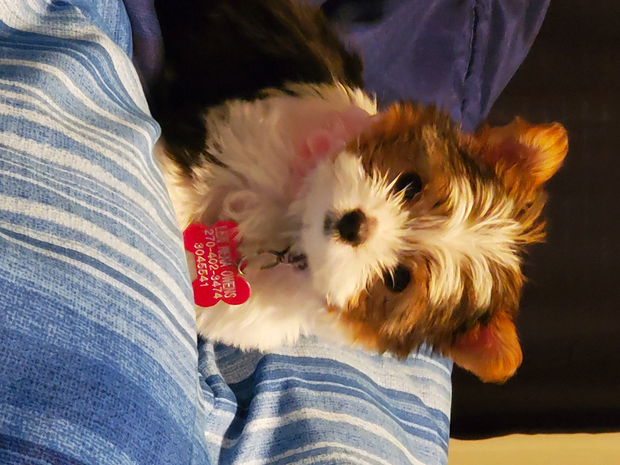 Lexi is registered to the contest to win money with this photo: biewer_terrier, canidae, carnivore, cavachon, companion_dog, dog, dog_breed, maltepoo, mammal, morkie, puppy, puppy_love, schnoodle, small_terrier, snout, sporting_lucas_terrier, terrier, toy_dog, vertebrate, yorkshire_terrier