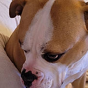 Sya participe au concours pour gagner de l'argent avec cette photo : animal, blanket, brown, canine, close_up, companion, cozy, cute, dog, expression, face, fur, indoor, looking_down, mammal, pet, portrait, resting, seated, white