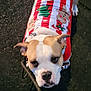 Sya a rejoint le concours — aidez-le/la à gagner de superbes lots ! animal, apparel, brown_and_white, canine, christmas_sweater, companion, cute, dog, evening, festive, holiday, leash, looking_up, outdoor, pavement, pet, puppy, tail, walking, white_sneakers