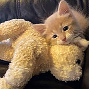 Fonzi joined the competition — help win amazing prizes! kitten, cat, stuffed_animal, teddy_bear, plush, furry, cute, sleepy, snuggling, pet, animal, soft, toy, indoor, close_up, orange_cat, cuddle, relaxing, comfort, leather_couch