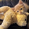 kitten, cat, stuffed_animal, teddy_bear, plush, furry, cute, sleepy, snuggling, pet, animal, soft, toy, indoor, close_up, orange_cat, cuddle, relaxing, comfort, leather_couch