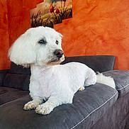 Faxou a rejoint le concours — aidez-le/la à gagner de superbes lots ! animal, canine, companion, couch, cozy, decor, dog, domestic, fluffy, furniture, house, indoor, orange_wall, painting, pet, portrait, relaxed, resting, sofa, white_dog